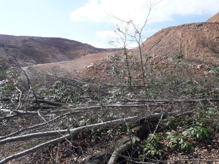 Fatsa’da ağaç kıyımı devam ediyor, kesilen ağaç 300’ü buldu