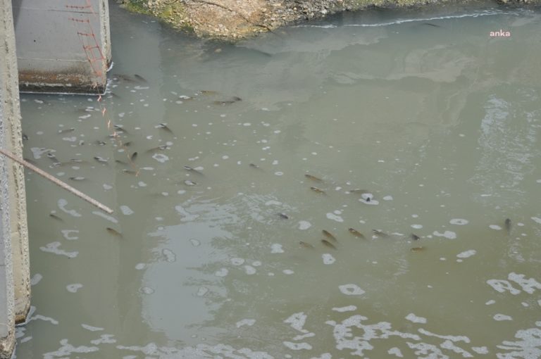 Fabrika atıkları yüzünden Tekirdağ’da toplu balık ölümleri