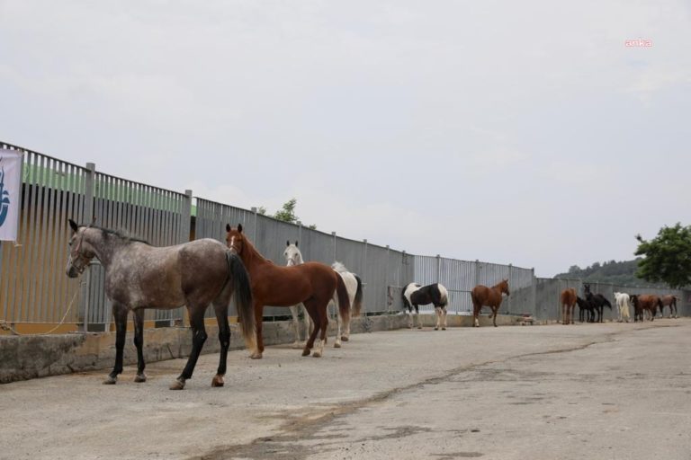 İBB’den kayıp atlarla ilgili açıklama: Sorumluluk Tarım Bakanlığı’nda