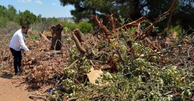 Gaziantep Üniversitesi asırlık ağaçları kesti