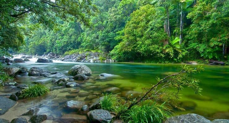 Dünyanın en eski tropik yağmur ormanı yerli sahiplerine iade edildi