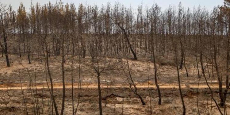 Manavgat’ta yanan kızılçam ağaçları ihaleyle satışa çıkarıldı: Mobilya yapımında kullanılacak