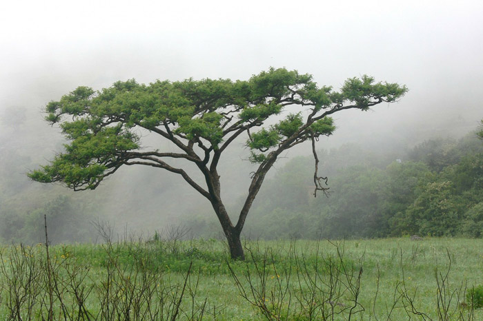 Akasya Ağacı- Füsun Uzunoglu