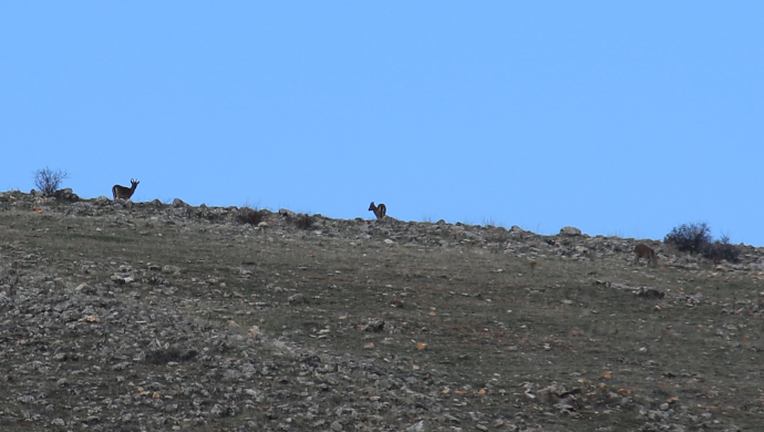 BELGELİ KATLİAM| Dağ keçileri ‘belgeli’ avcıların hedefinde