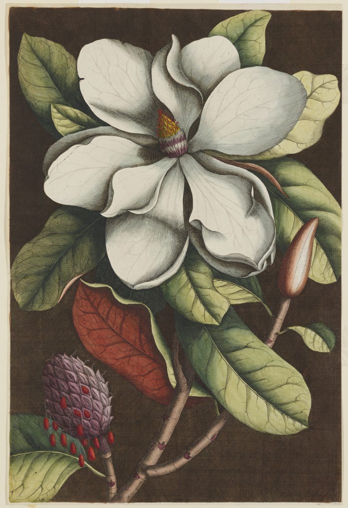 Plate 61 from Mark Catesby's
